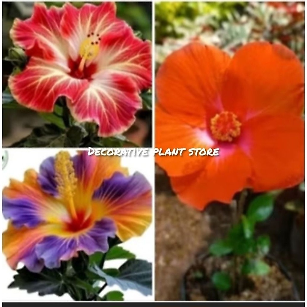 Tanaman Hias Kembang Sepatu Hibiscus Orange Purple - Bibit Pohon Bunga Sepatu Import