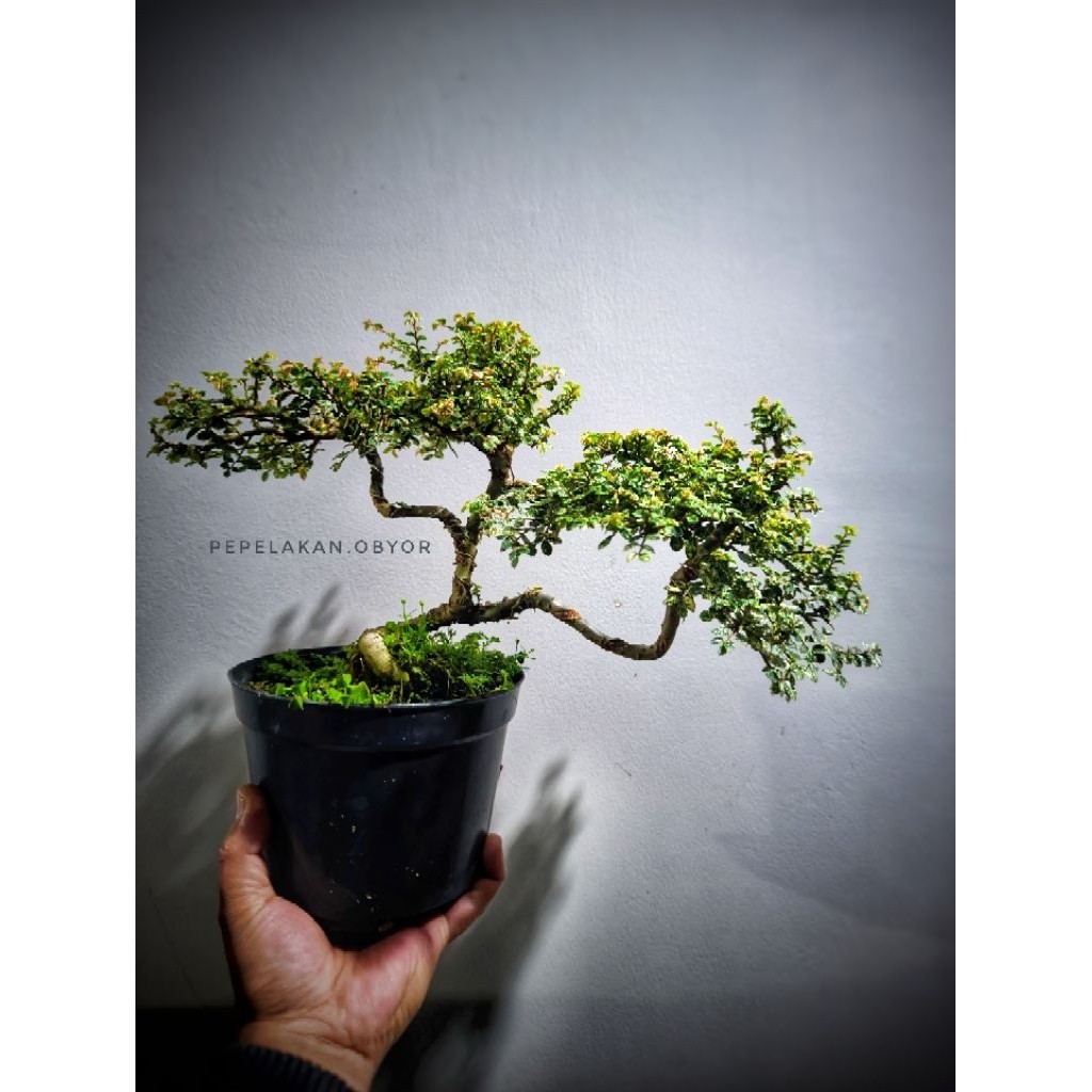 Bonsai Koleksi Ulmus Variegata Super Micro Ukuran SMALL 30CM     Berkualitas