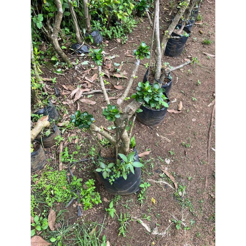 Bonsai Dolar Micro Taman uk Besar & Tinggi     Berkualitas