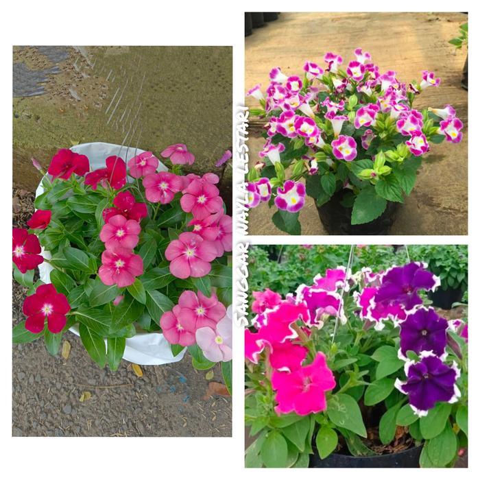 3 paket tanaman hias bunga vinca/bunga teronia/bunga petunia plus pot