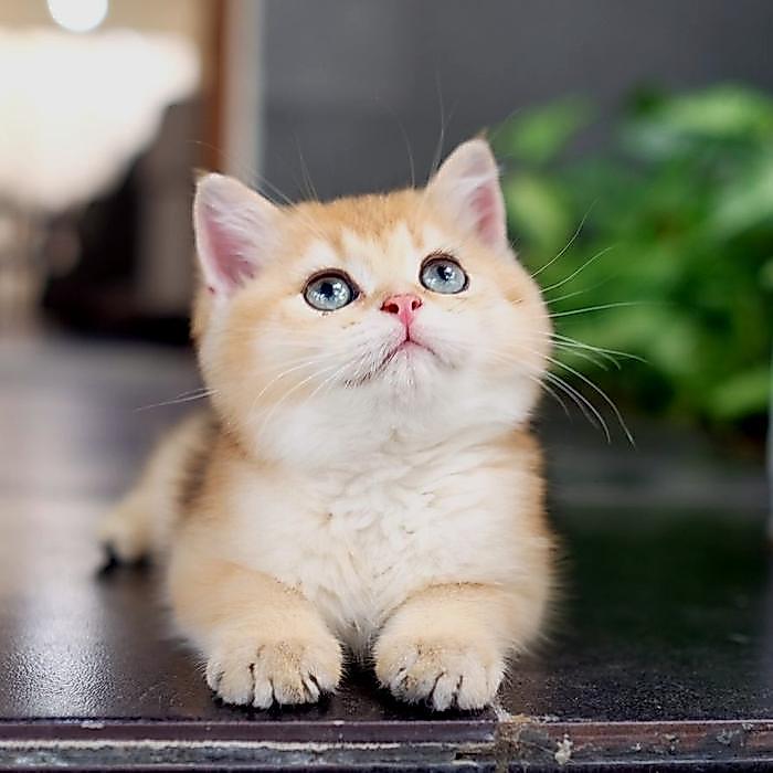 british shorthair kitten