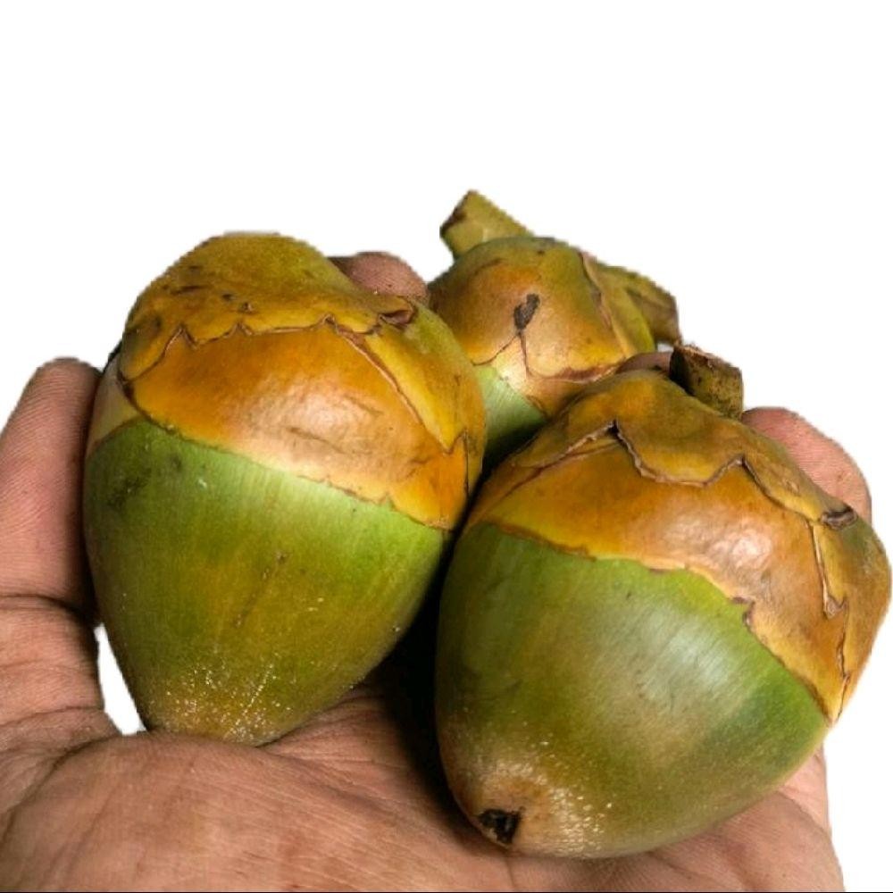 

TEMBULUK / BERULUK / BELULUK / KELAPA MUDA KECIL 1 butir