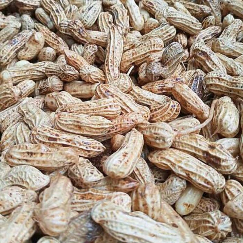 

Kacang Tanah Mentah / Kacang Godok 1 Kg Free Ongkir