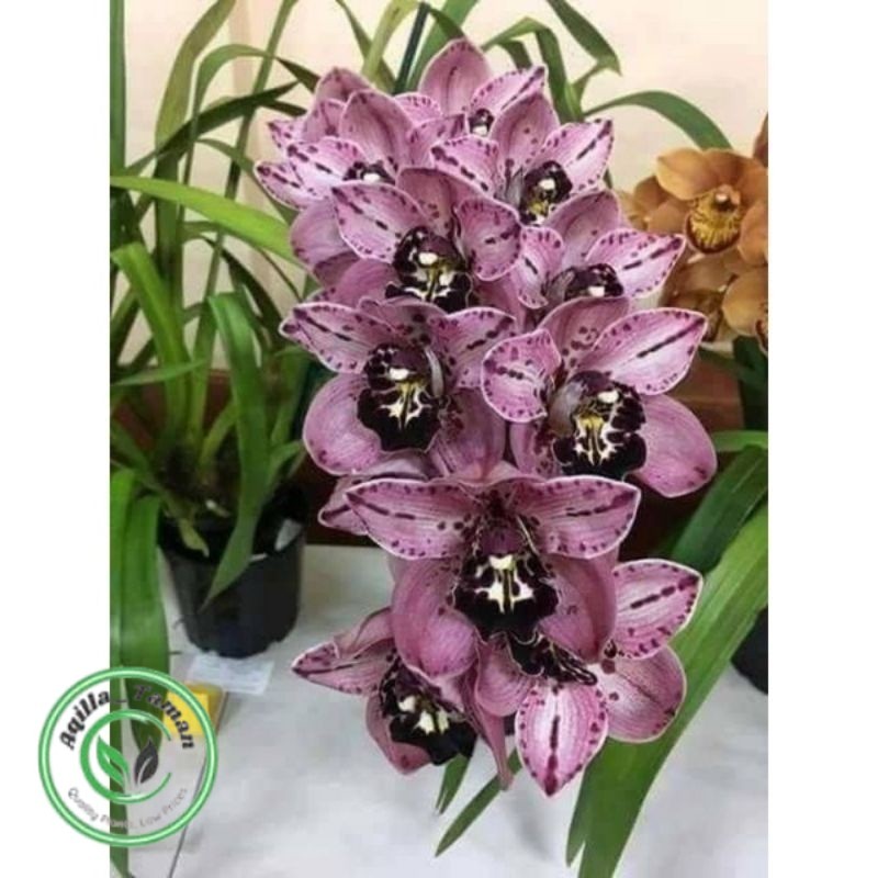 Anggrek Cymbidium Purple Black - Bunga Anggrek Cymbidium- Bunga hidup- Tanaman Hias hidup Anggrek Cy