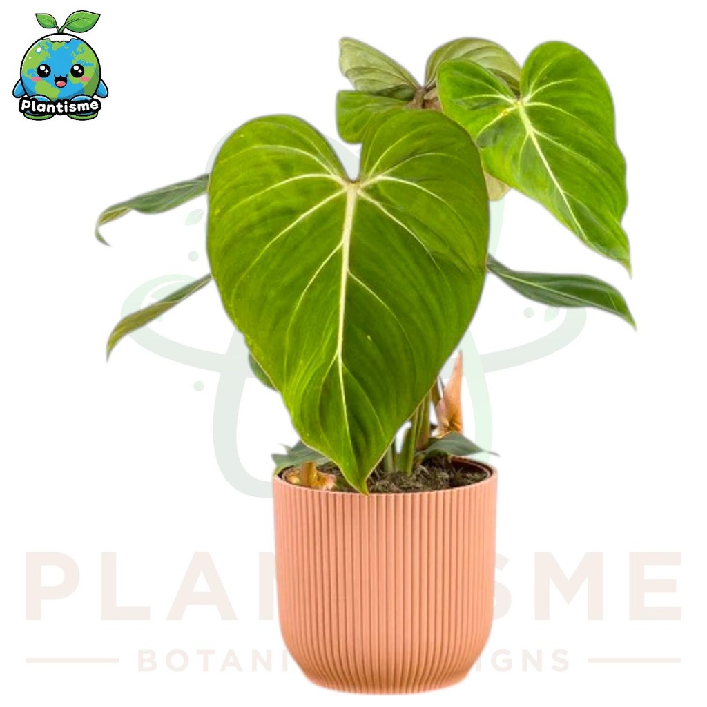 Tanaman Hias – Philodendron gloriosum Velvet Heartleaf White Vein Koleksi Aroid Premium