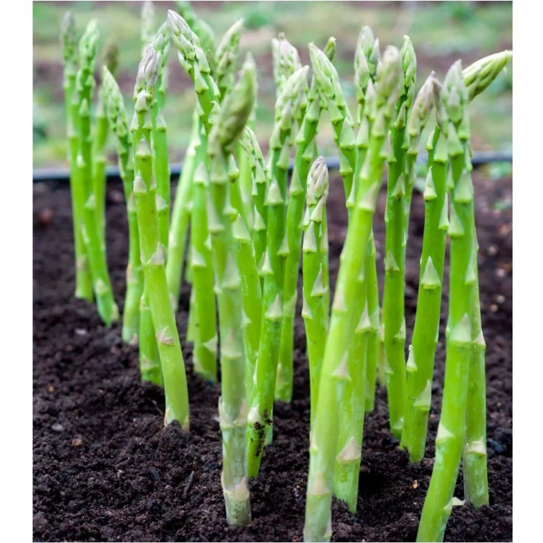 ASPARAGUS 20 biji benih seed seeds Bibit Asparagus Sayur F1 Mary Washington Benih Sayuran Import Sup
