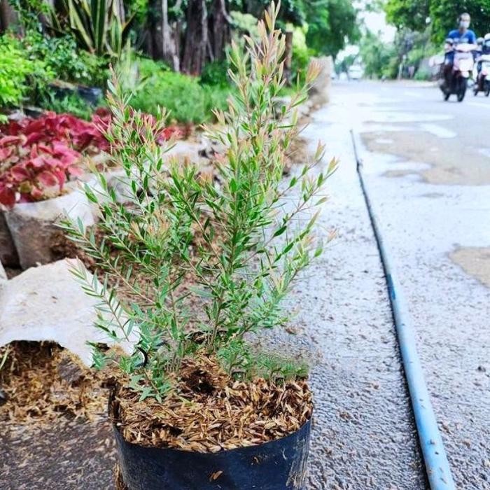 Tanaman Kayu Putih Bibit Tanaman Pohon Kayu Putih