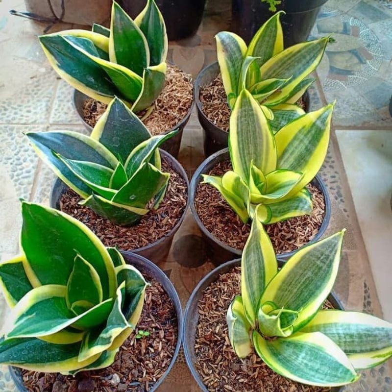 Sansevieria Pagoda - lidah mertua mini kuning