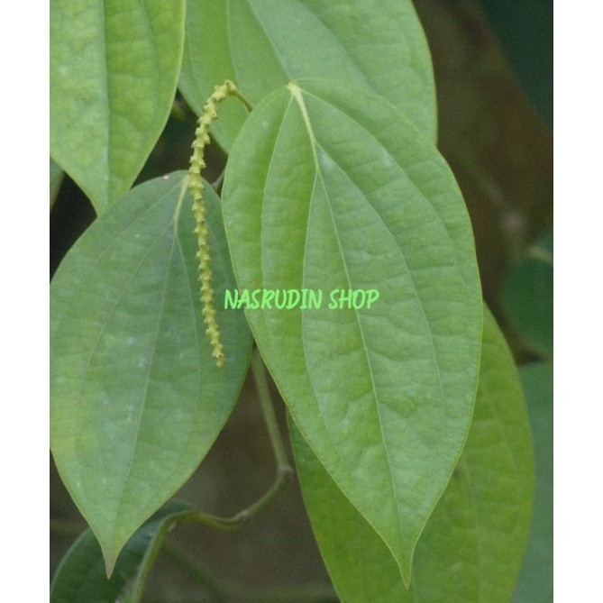 

OHI DAUN LADA SEGAR 100 gr LANGSUNG PETIK | DAUN MERICA PEDAS LAJA TERBAIK Promo Termurah Terlaris