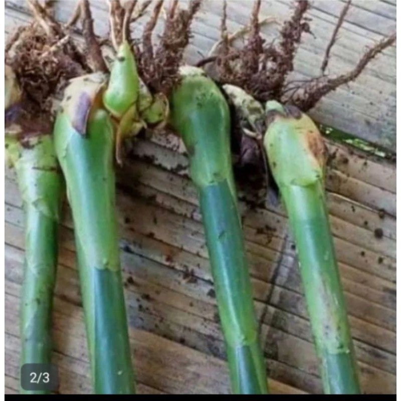 Promo bibit kecombrang hijau bibit/bongol kecombrang hijau