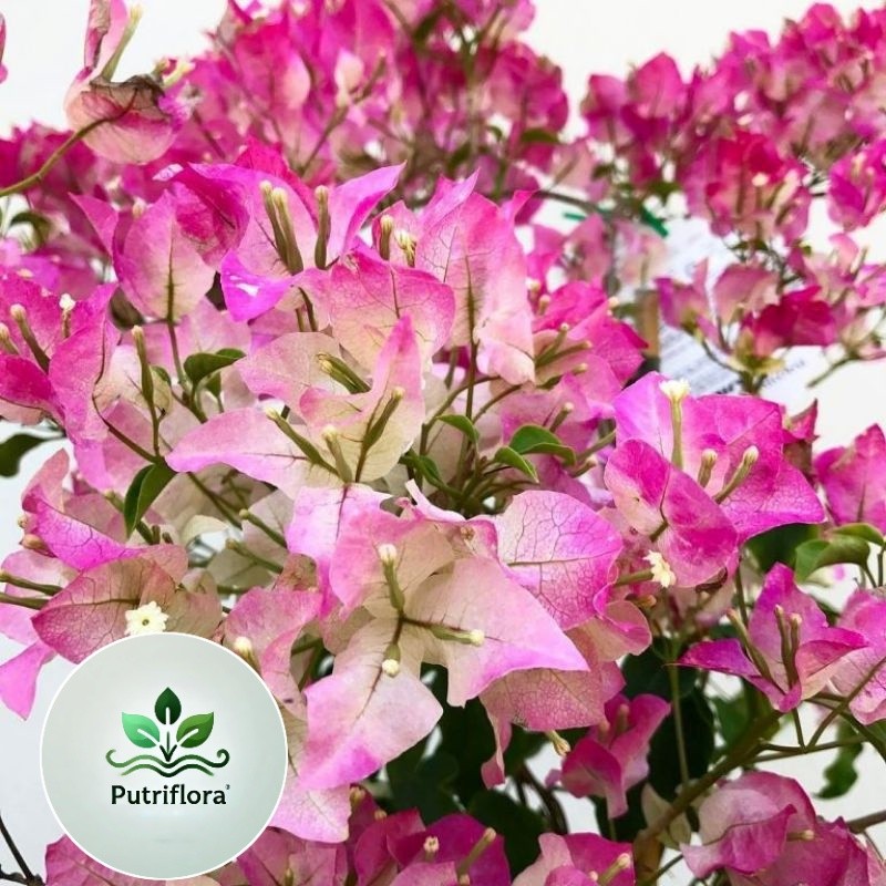 PROMOTANAMAN HIAS BUGENVIL BUNGA KERTAS//BAMBINO MAJIK (TANAMAN)