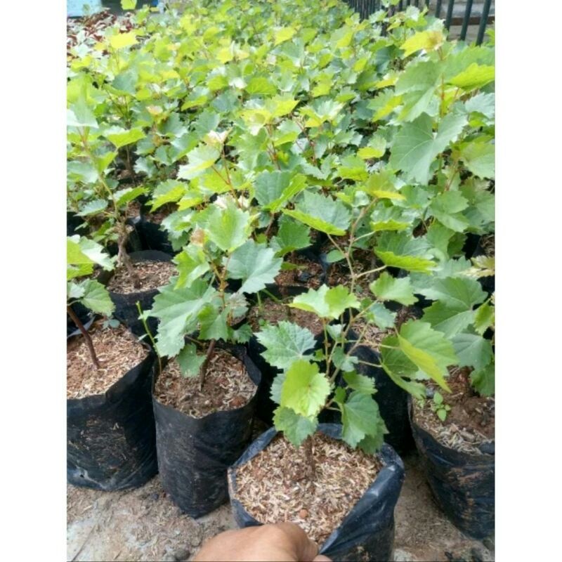 Bibit tanaman buah anggur moondrop