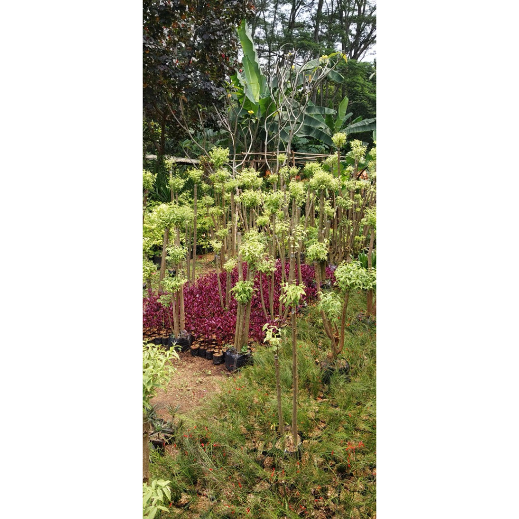 Pohon bonsai anting putri