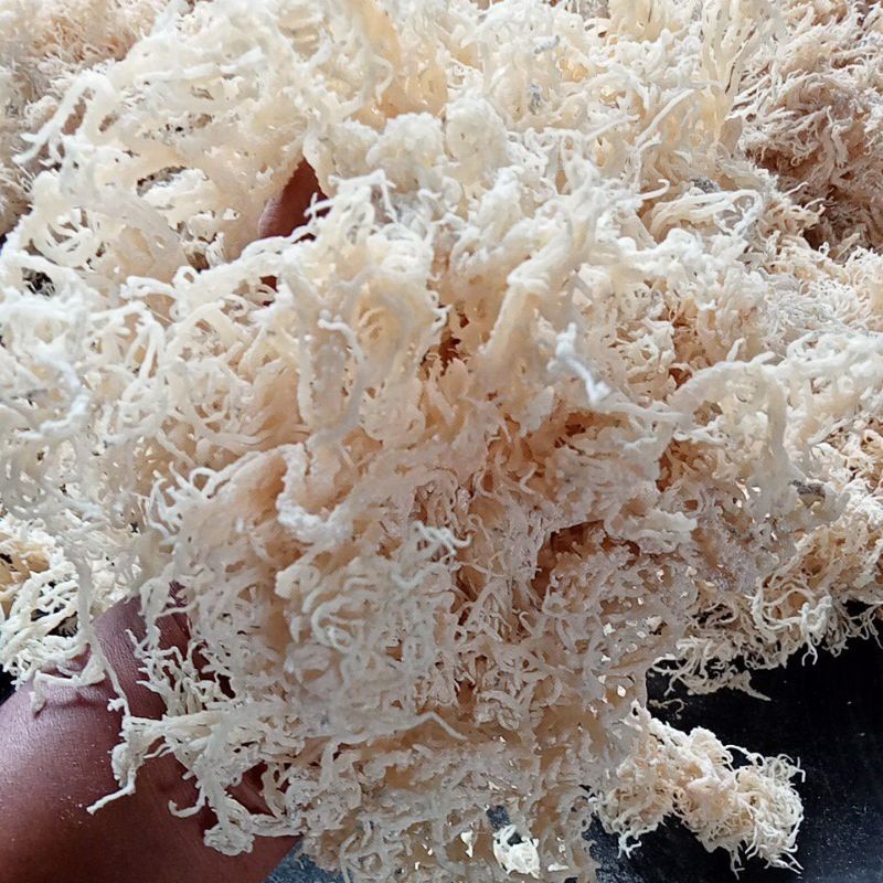 Rumput Laut Kering Untuk Es Kemasan 1kg