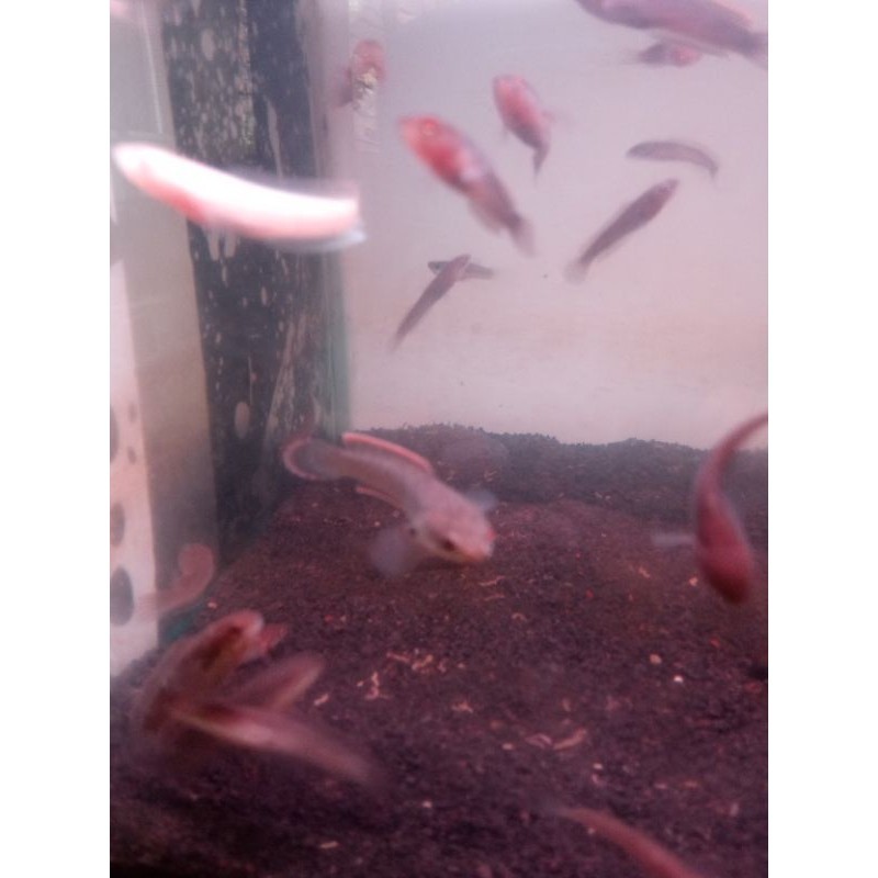 HOBI Bebi  limbata Channa original lereng gunung Lawu grade rim itebal istimewa