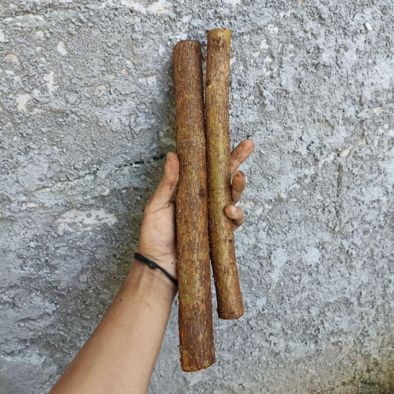 Promo stek batang pohon bodhi bibit pohon bodhi vicus religiosa