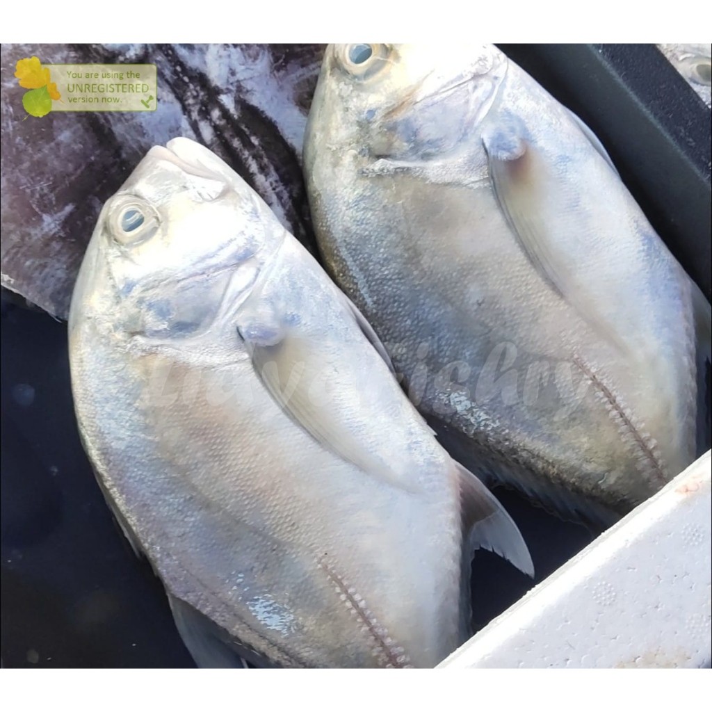 Ikan Kuwe 1Kg Ikan Kuwe Segar Ikan Kuwe Gt Ikan Kue Seafood Ikan Laut Segar