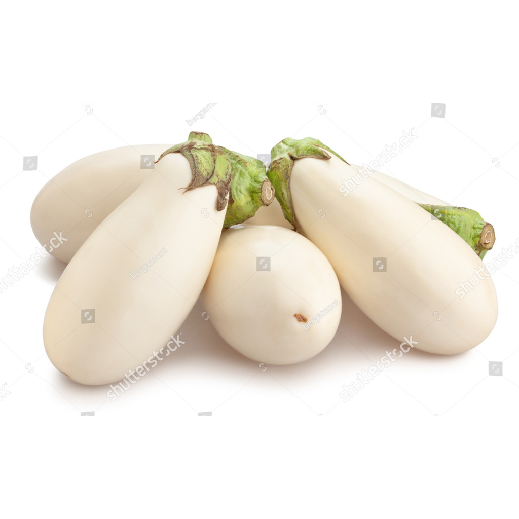 BA bibit terong bulat putih