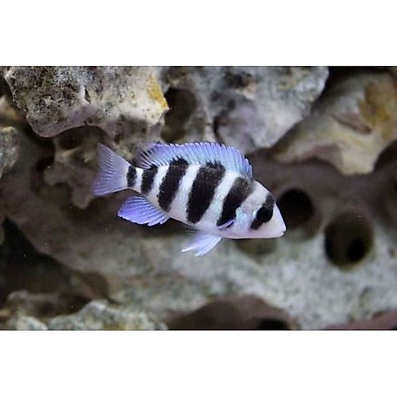 frontosa burundi
