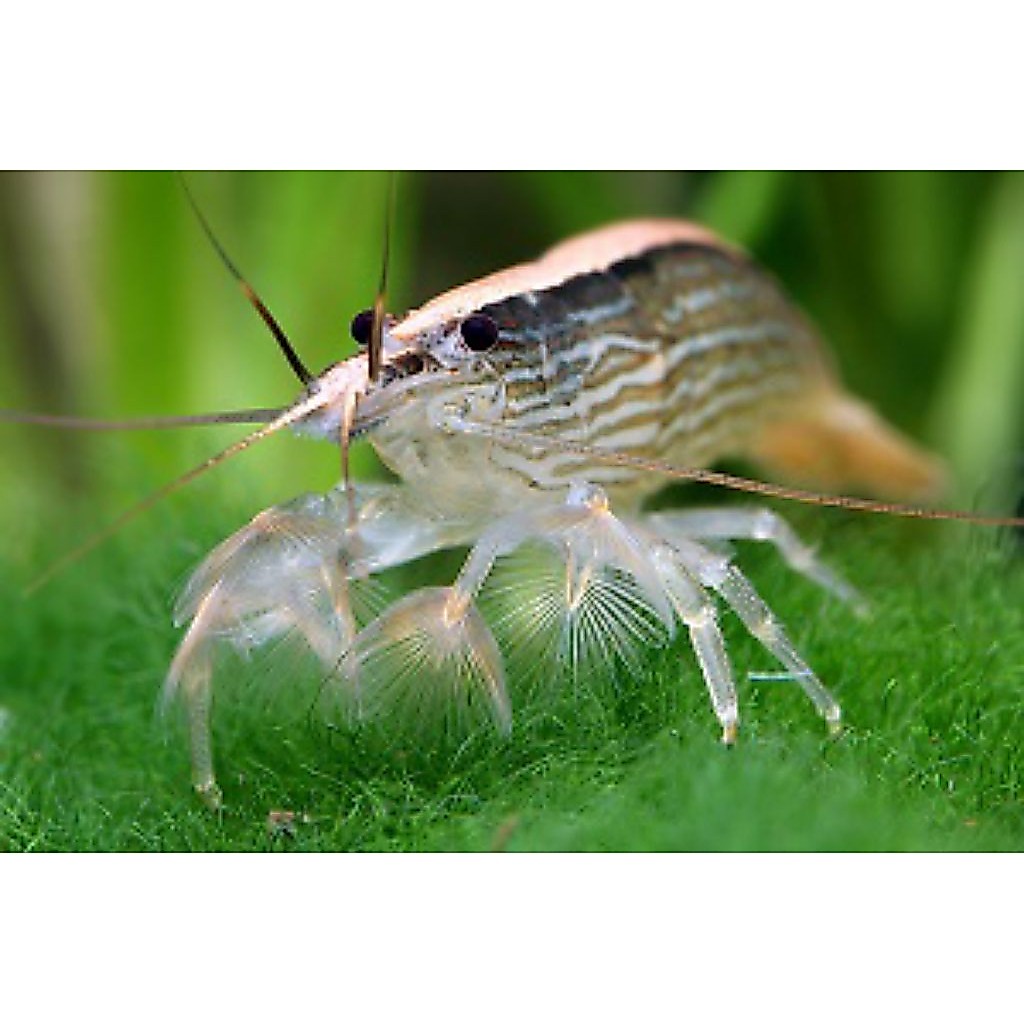 Hiasan aquarium Udang Bambu/Bamboo shrimp / Atyopsis moluccensis aQuascape