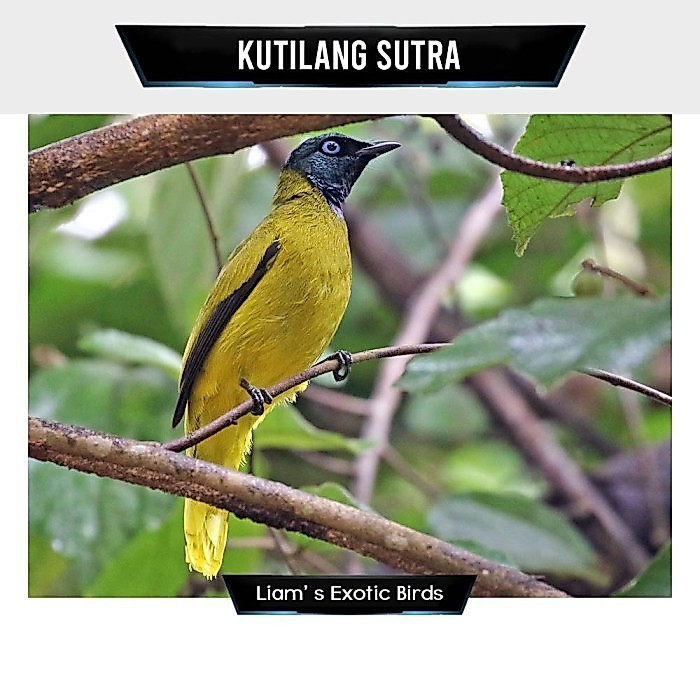 kutilang sutra pilihan rawatan
