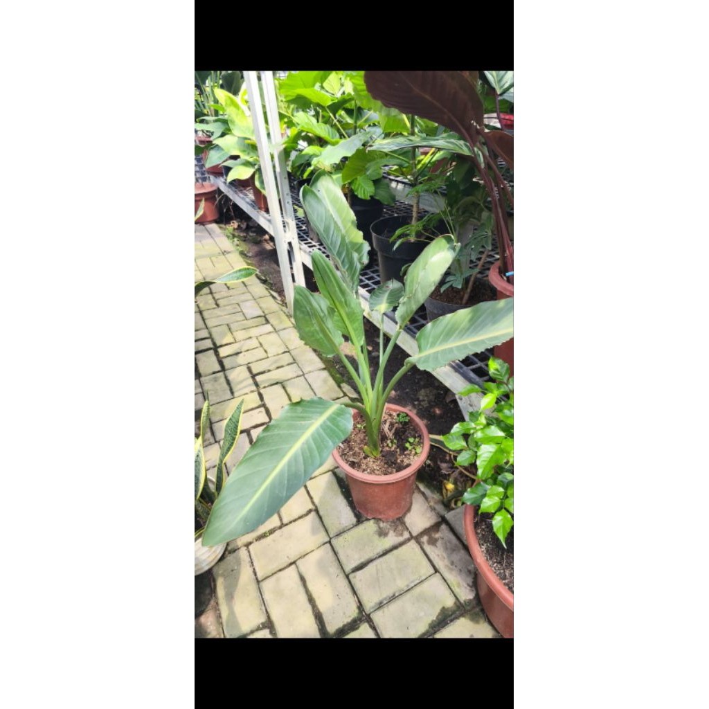 Tanaman Hias Bird Of Paradise BOP Reginae Strelitzia Bunga rna Orange Ungu Size Besar     Berkualita