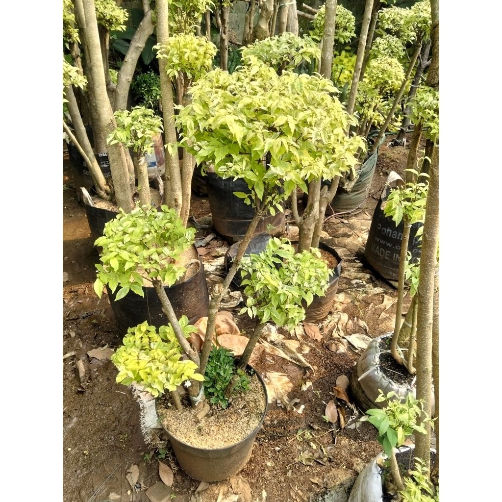 Anting Putri bonsai taman anting Putri bonsai anting Putri     Berkualitas