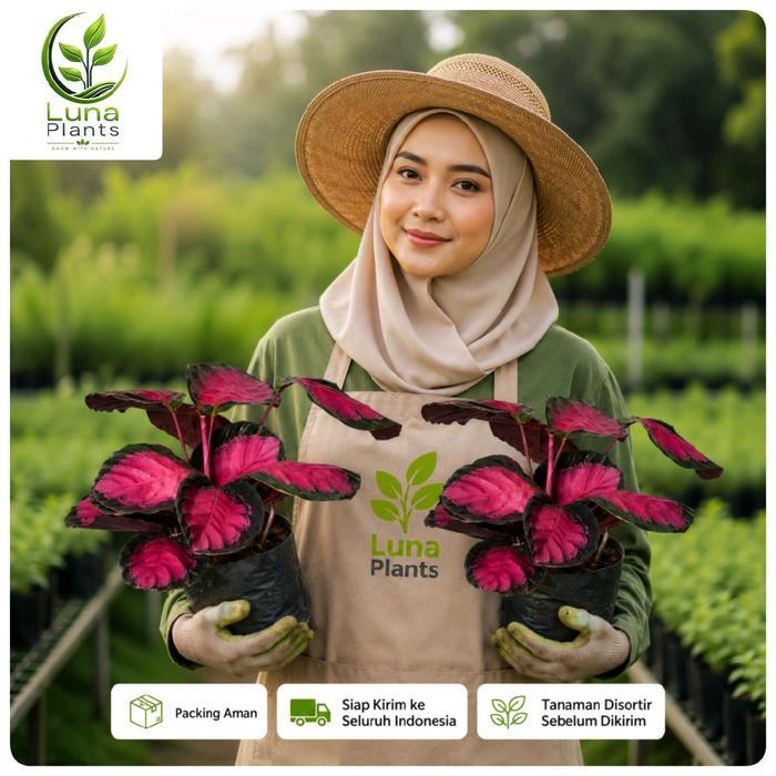 calathea crimson - tanaman hias calathea crimson