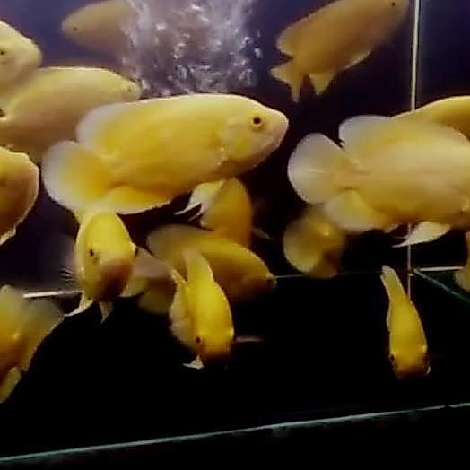 IKAN HIAS OSCAR LEMON