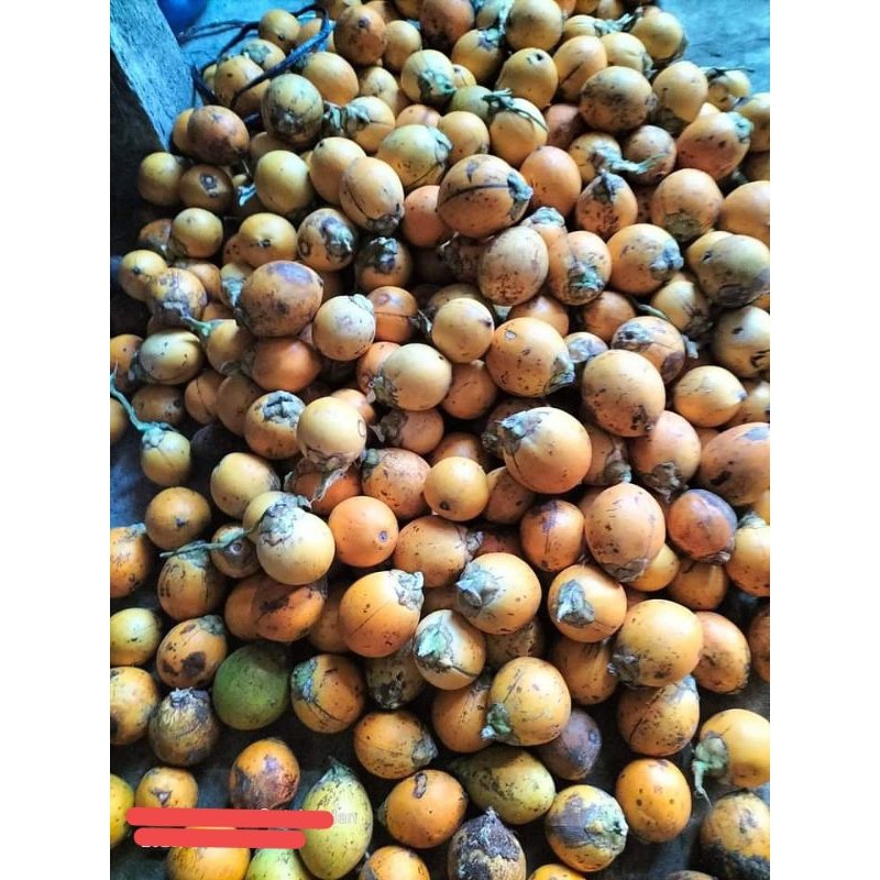 

[AR] BUAH PINANG TUA KUNING jambe Wangi 200g-1kg