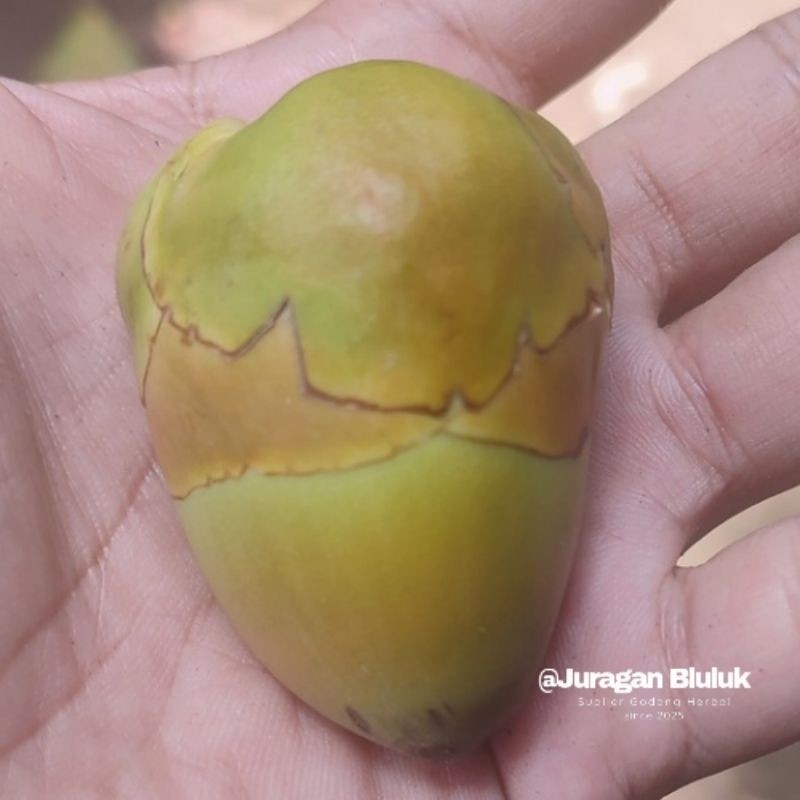 

Bluluk Pentil Kelapa Muda Kecil Fresh Bluruk Tembuluk Obat Herbal Jamu Diabetes Cengkir Beluluk Segar