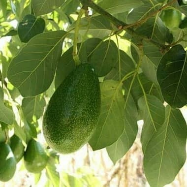 

Baru Daun alpukat segar 250 gram fresh COD