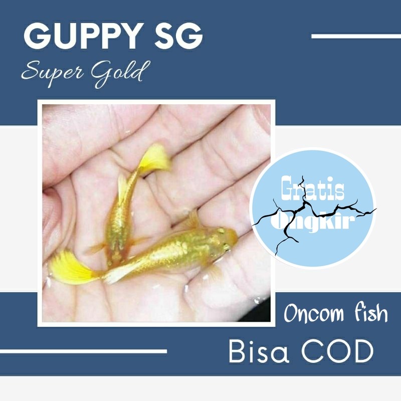 Perlengkapan aquarium Guppy Super Gold (Sepasang) gold 24karat