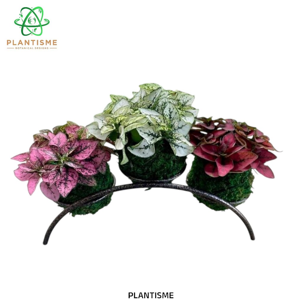 Rak Tanaman - Peassy Mossball Rack Rak Lengkung Mini Isi 3 Pot Display Estetik Kokedama Mossball Tan