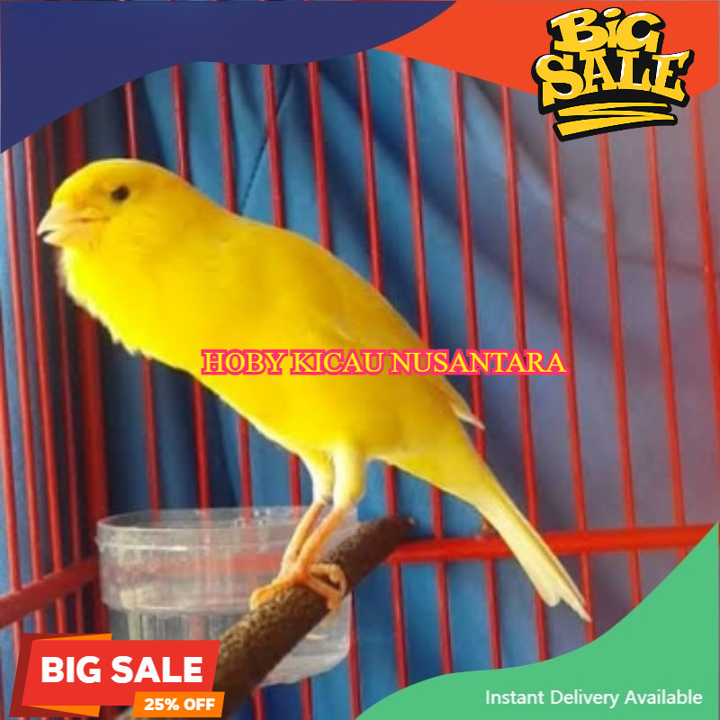 Burung Kenari AF Gacor Sehat Mulus No Cacat