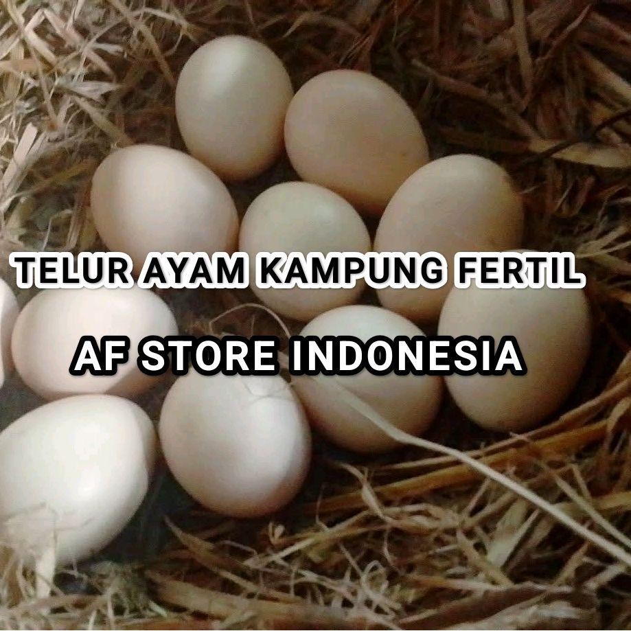 

TELUR AYAM KAMPUNG FERTIL BISA DITETASKAN PER 1 BUTIR