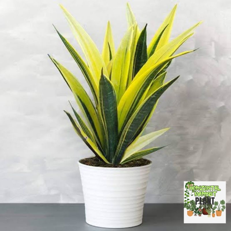 TANAMAN SENSIVERA GOLD FLAME - SENSIVERA YELLOW