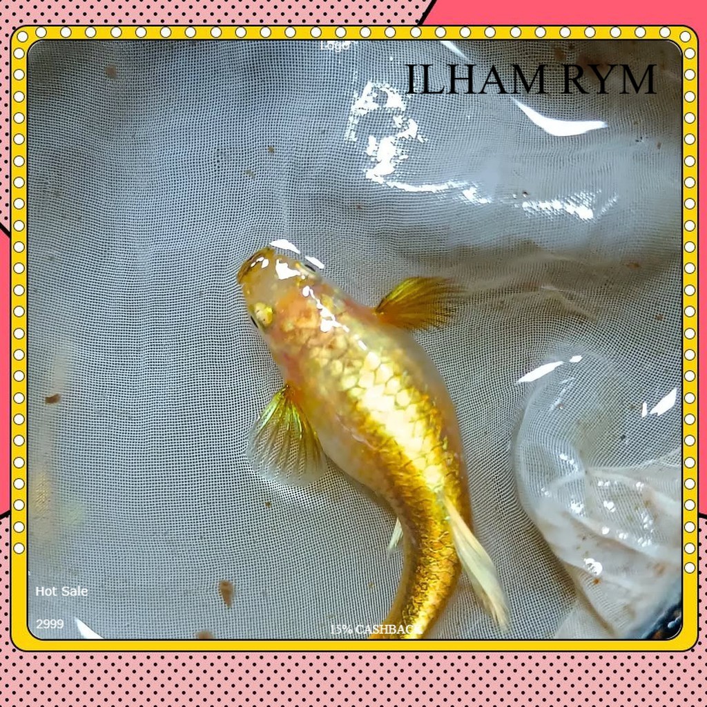 pembersih aquarium betina guppy gold siap telur