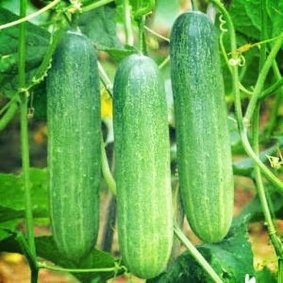 isi paket: 20 Benih Biji TIMUN HIJAU ROKET Cap Kapal Terbang Benih Timun Lalap Unggul Bisi Chia Tai 