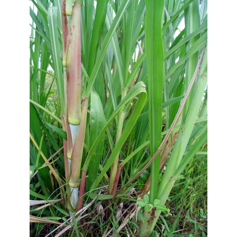 .Rumput Ingres, Rumput Pakcong Bibit, Rumput Pakan Ternak, Rumput Pakan Sapi, Rumput Pakan Gambing