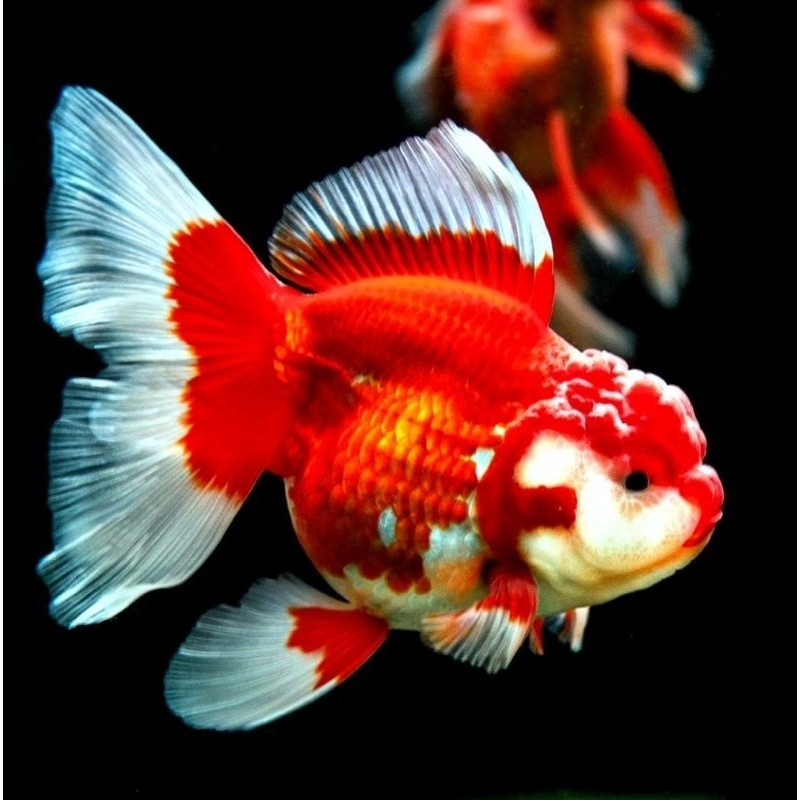 TERBAGUS ikan mas koky jambul / ikan mas koki jambul / koki oranda panda 3 color