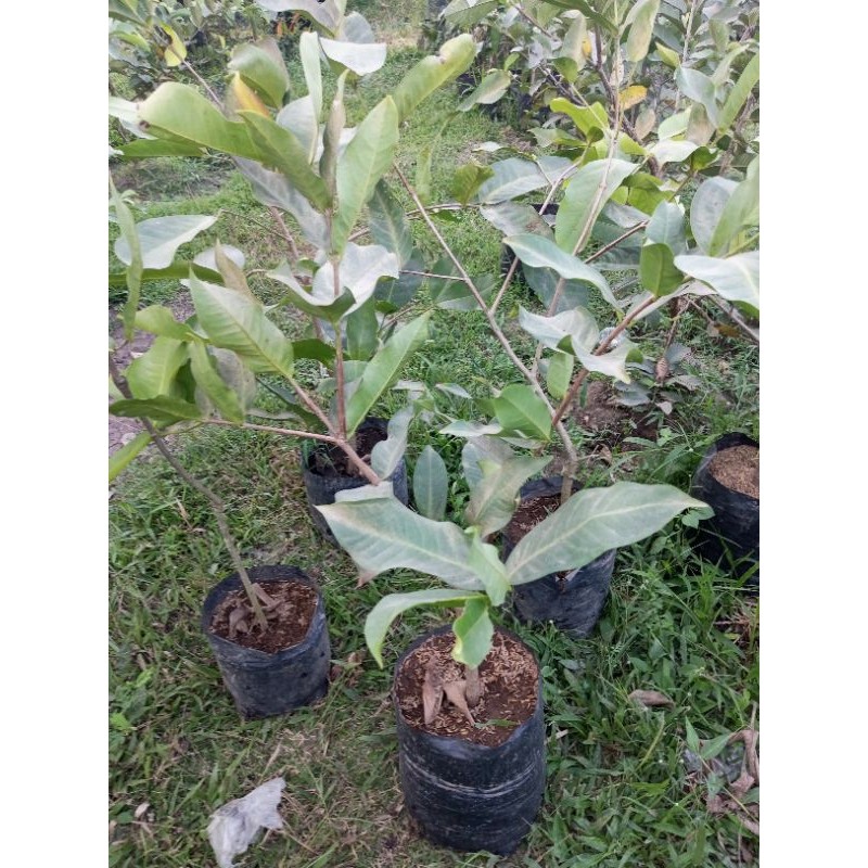 (CANGKOKAN ) jambu air Green Giant besar full media