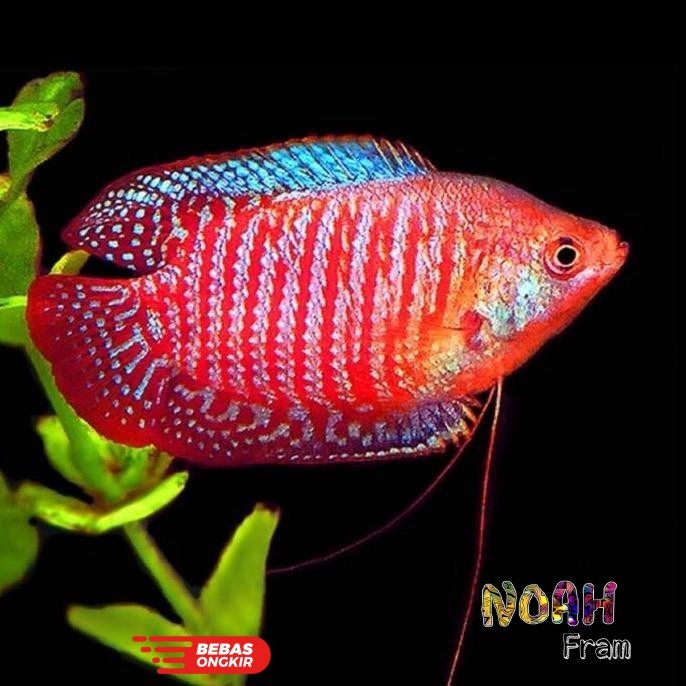 Promo 4 Ikan alius, ikan dwarf Gourami, gurami hias kecil untuk Aquascape