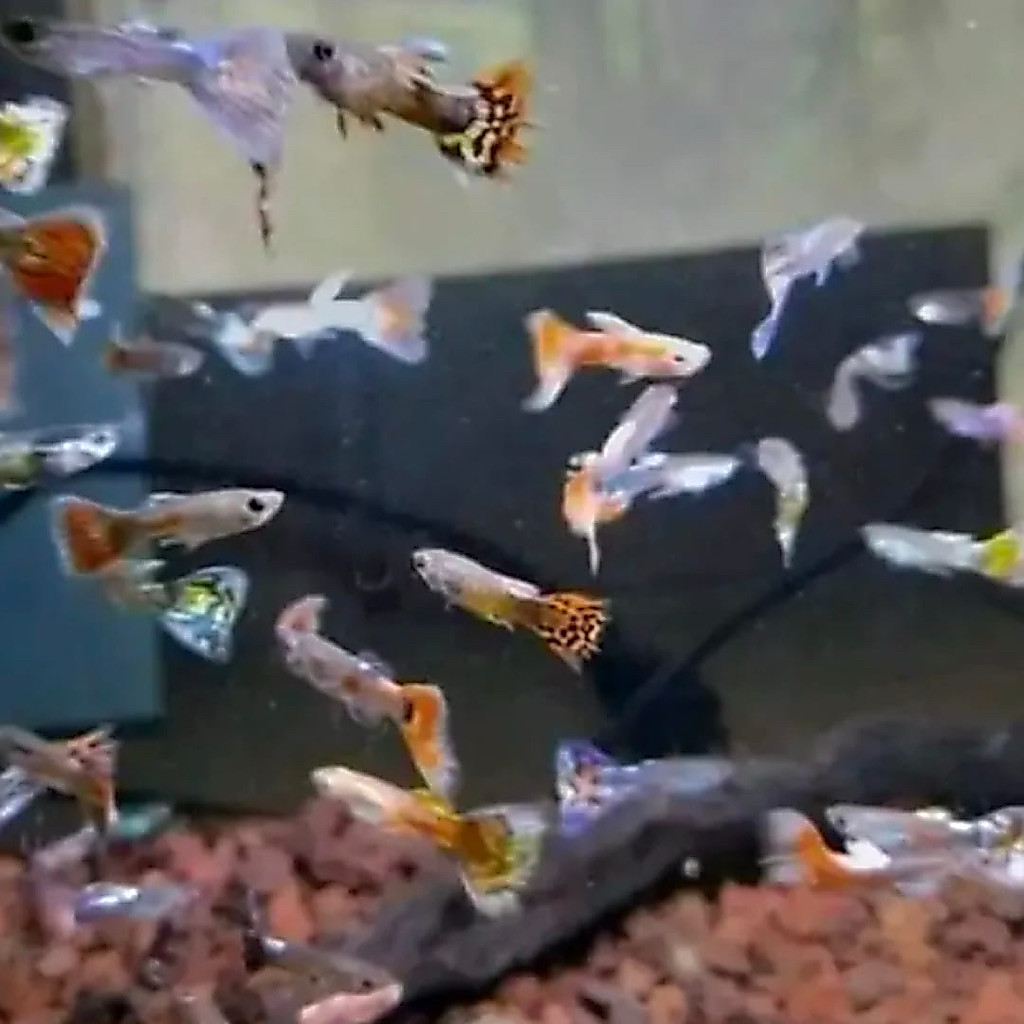 ikan hias aquarium “guppy cendolan”