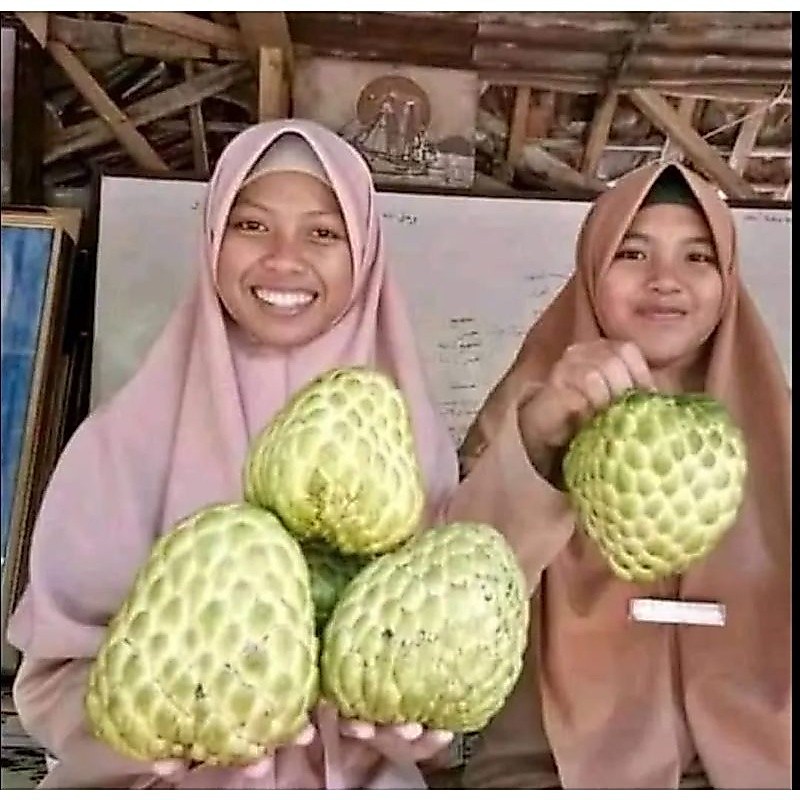 Bibit Srikaya Jumbo