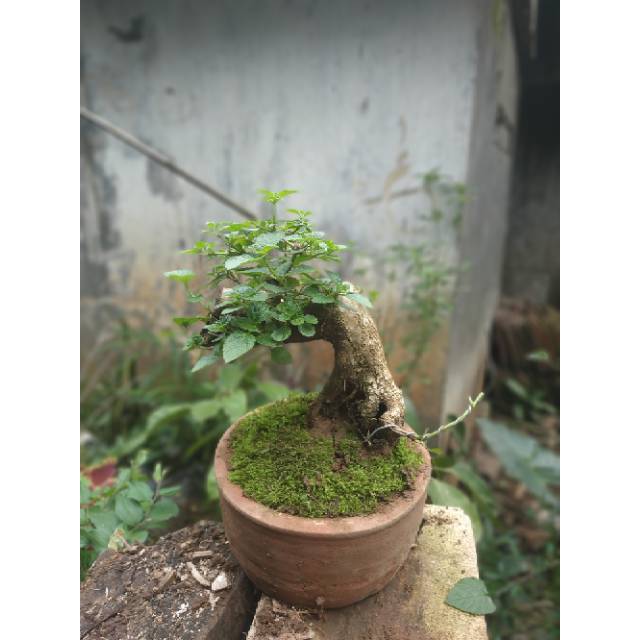 Bonsai Lantana Camara     Berkualitas