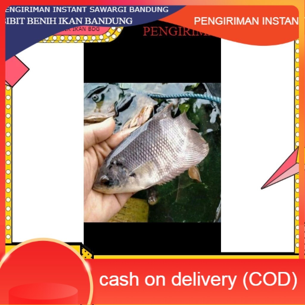 bibit gurame ukuran 4 jari per ekor GROSIR BANDUNG INSTANT BDG COD