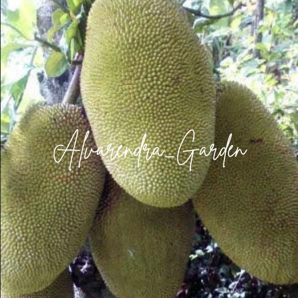 Bibit Nangka Jumbo Thailand hasil okulasi cepat berbuah bibit nangka jumbo madu bibt nangka jumbo ma