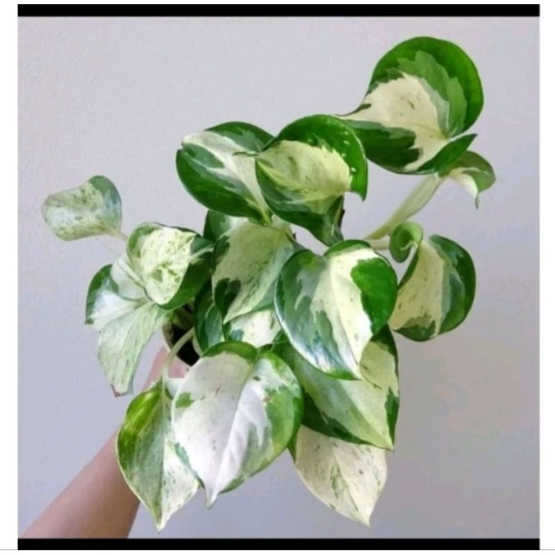 Tanaman Gantung Sirih Manjula - sirih gading keong - tanaman indoor -   tanaman merambat -hiasan rua