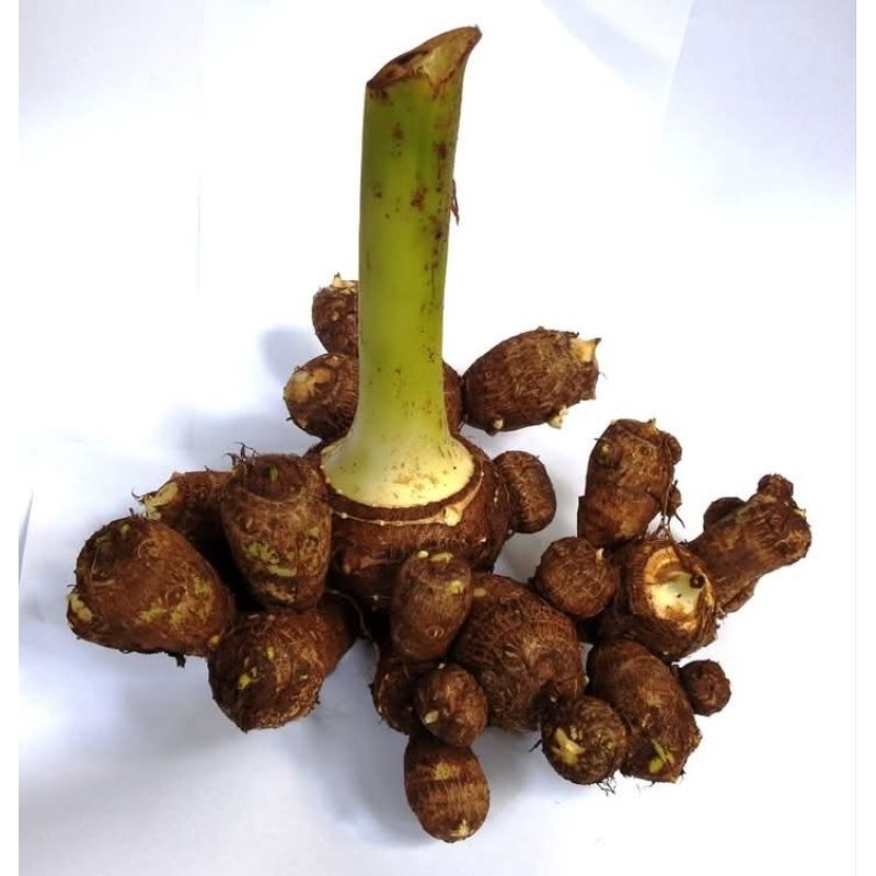 

bibit umbi talas kimpul bonggol F. S